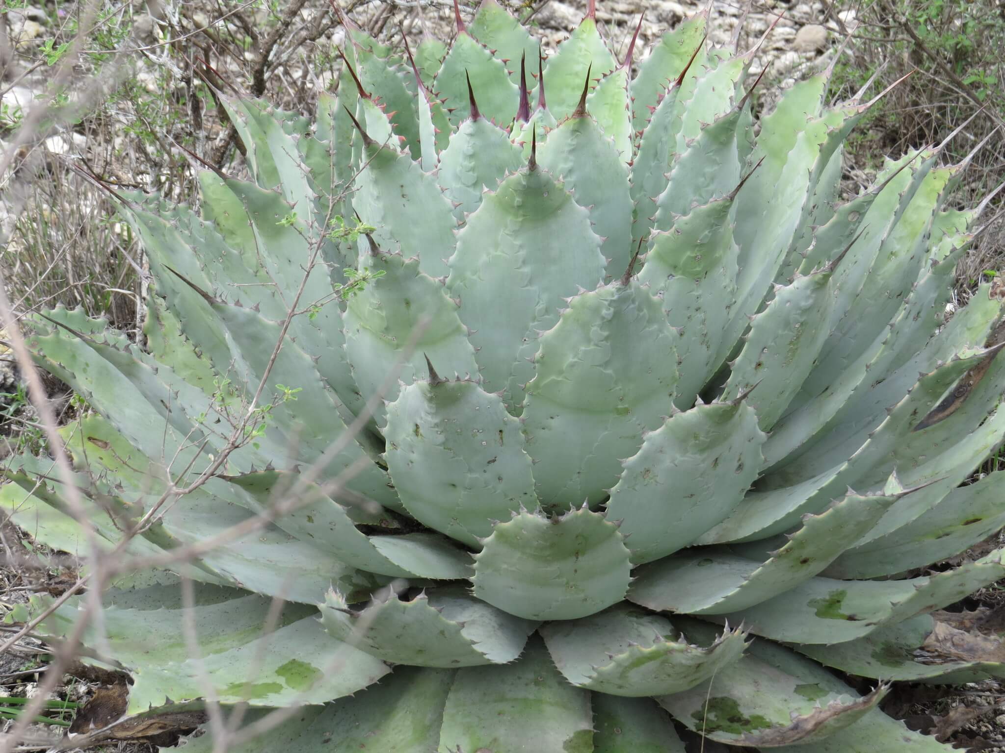 Agave potatorum